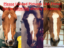 Load image into Gallery viewer, Custom Horse Necklace (Marking Only)