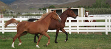 Load image into Gallery viewer, Custom Designed Saddle Plate (DEPOSIT)